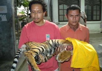 Manusia Masih Jadi Musuh Utama Harimau