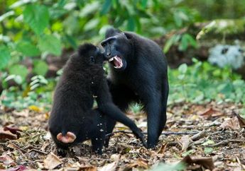 Yaki (<em>Macaca nigra</em>)