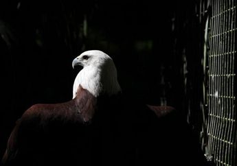 2025, Populasi Elang Jawa Terancam Punah