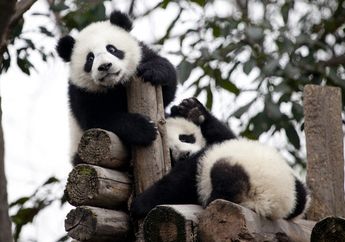 Pembuahan Buatan untuk Yuan Yuan si Panda