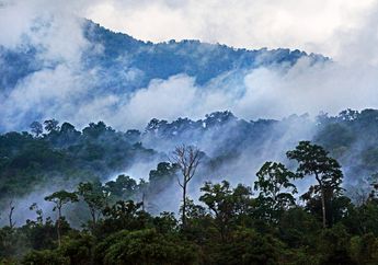 Cagar Alam Tangkoko.