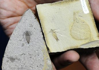 Ditemukan, Fosil Kutu Seukuran Koin Rp50