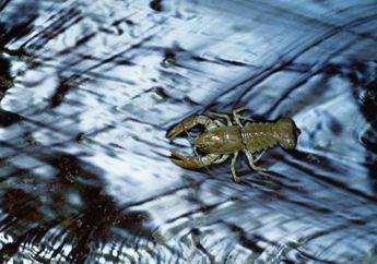 Ditemukan, Spesies Hewan Buta Serupa Udang