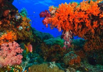 Panduan Perikanan untuk Keberlanjutan Laut Indonesia