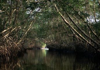 Pelestarian Mangrove di Kalimantan Barat Terus Diupayakan