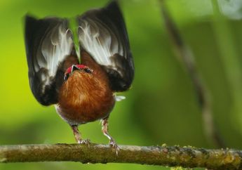 Sang Virtuoso