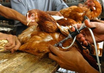 Konsep One Health: Cegah Penyakit Infeksi di Indonesia
