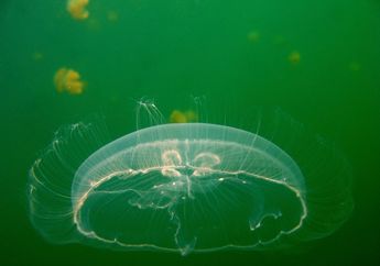 Terungkap, Misteri Monster Laut di YouTube