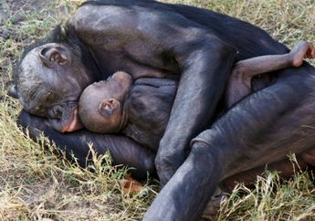 Perbedaan Bonobo dan Manusia Hanya 1,3 Persen