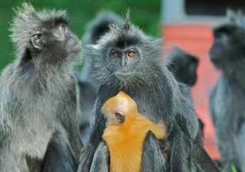 Habitat Monyet Daun di Kawasan Gunung Slamet Kian Terancam