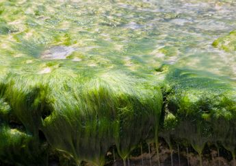 Riset Potensi Mikroalga untuk Bioetanol