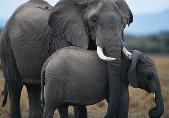 Sekelompok Kawanan Gajah Dibantai di Chad