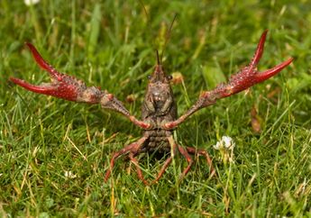 Udang Merah, Spesies Invader dari Alam Afrika