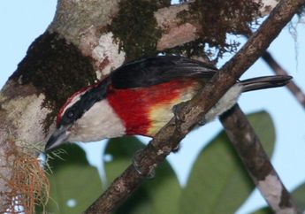 Sira Barbet, Nama Burung Spesies Baru dari Peru