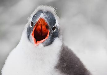Menyedihkan. Ribuan Anak Penguin Mati Kelaparan
