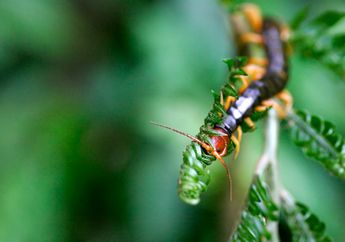 20 Persen Invertebrata Terancam Punah