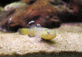 Desert Goby, Ikan Gurun Pasir Kecil yang Galak