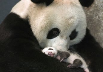 Bayi Panda Lahir di Kebun Binatang Washington DC