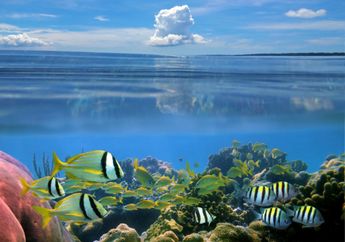 Ukuran Ikan Laut Makin Mengecil