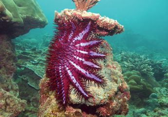Bintang Laut Berduri Kurangi Populasi Koral Great Barrier Reef
