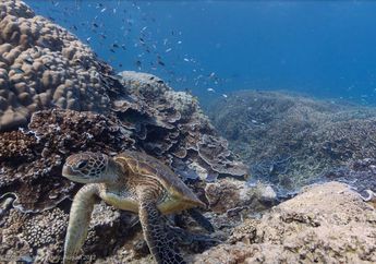 "Menyelami" Great Barrier Reef dari Rumah Sendiri