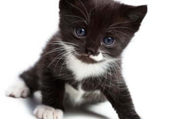 Kucing Pun Bisa Melukis