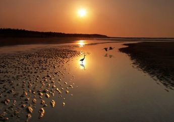 Badai Sandy Hancurkan Kehidupan Burung Pantai