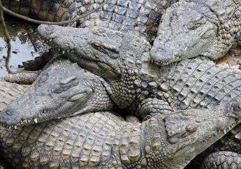 Kulit Tebal Buaya Sangat Sensitif Terhadap Sentuhan