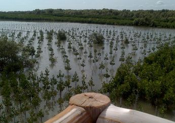 Indonesia Alami Kesemrawutan Perlindungan Mangrove