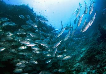 Stok Ikan Tuna Asia Pasifik Terancam Habis