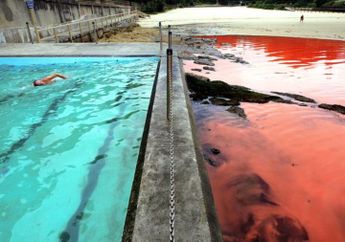 Warna Laut Berubah Merah Bukanlah Pertanda Kiamat