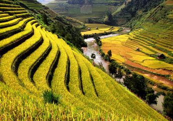 Cegah Defisit Lahan Pertanian, Moratorium Alih Fungsi Sawah Diusulkan