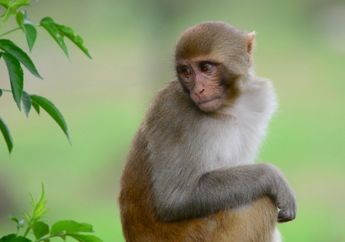 Rekam Jejak Monyet Menjelajah Antariksa