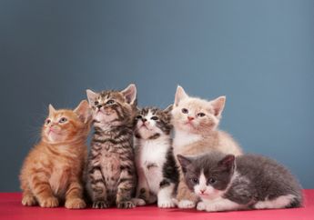 Penyebab Alergi Kucing sedang Diteliti