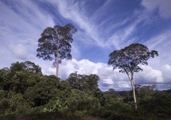 Tata Kelola Kehutanan di Tingkat Tapak