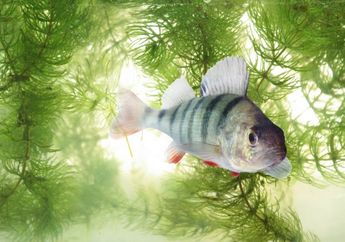 Obat yang Ditenggak Manusia Pengaruhi Perilaku Ikan