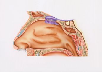 Istirahat Saat Hidung Tersumbat, Begini Tipsnya