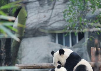 Bermalam di Penginapan Panda