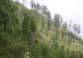 1,2 Juta Hektare Lahan Hutan Konservasi Aceh akan Dibabat