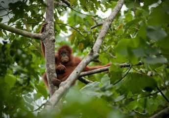 Orangutan Hasil Razia Malah Telantar