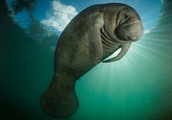 Manatee Sayang Manatee Malang