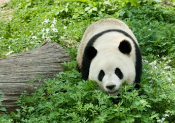 Lagi, Panda Harus Diinseminasi Buatan