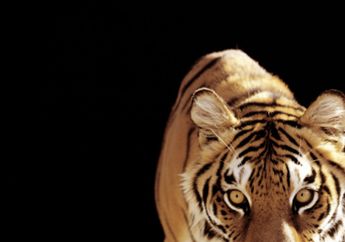 Harimau Juga Bisa Alami Gangguan Jiwa