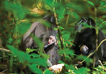 Tantangan Mendaki Tiga Gunung demi Selamatkan Yaki