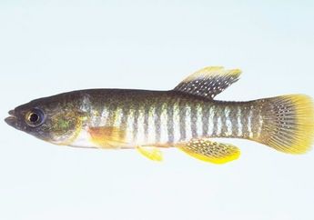 Terkena Minyak Mentah, Ikan Ini Alami Kelainan Jantung