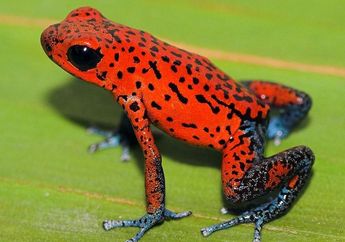 Katak Betina Beracun Tak Pemilih Saat Kawin