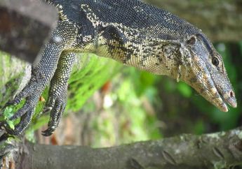 Biawak Dijadikan Tas dan Tali Jam