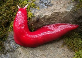 Perkenalkan, Spesies Baru Siput Merah Jambu