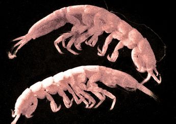 Udang Purba itu Tinggal Dua Ekor