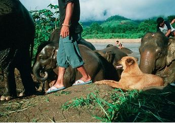 Kisah Jokia Sang Gajah Buta